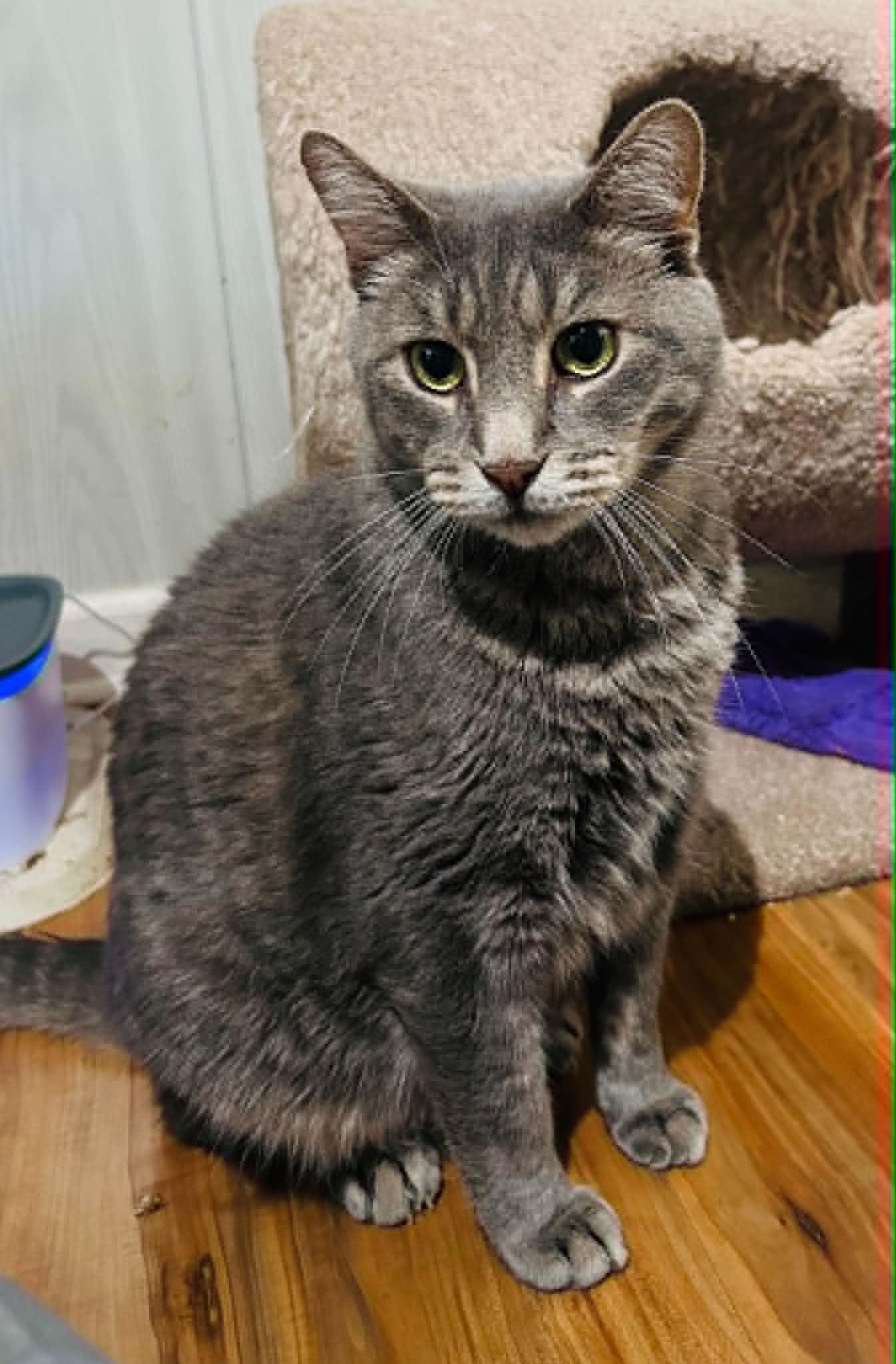 Enlarge Sheldon, a ADOPTABLE mixed breed in Rochester, NY image 2/2