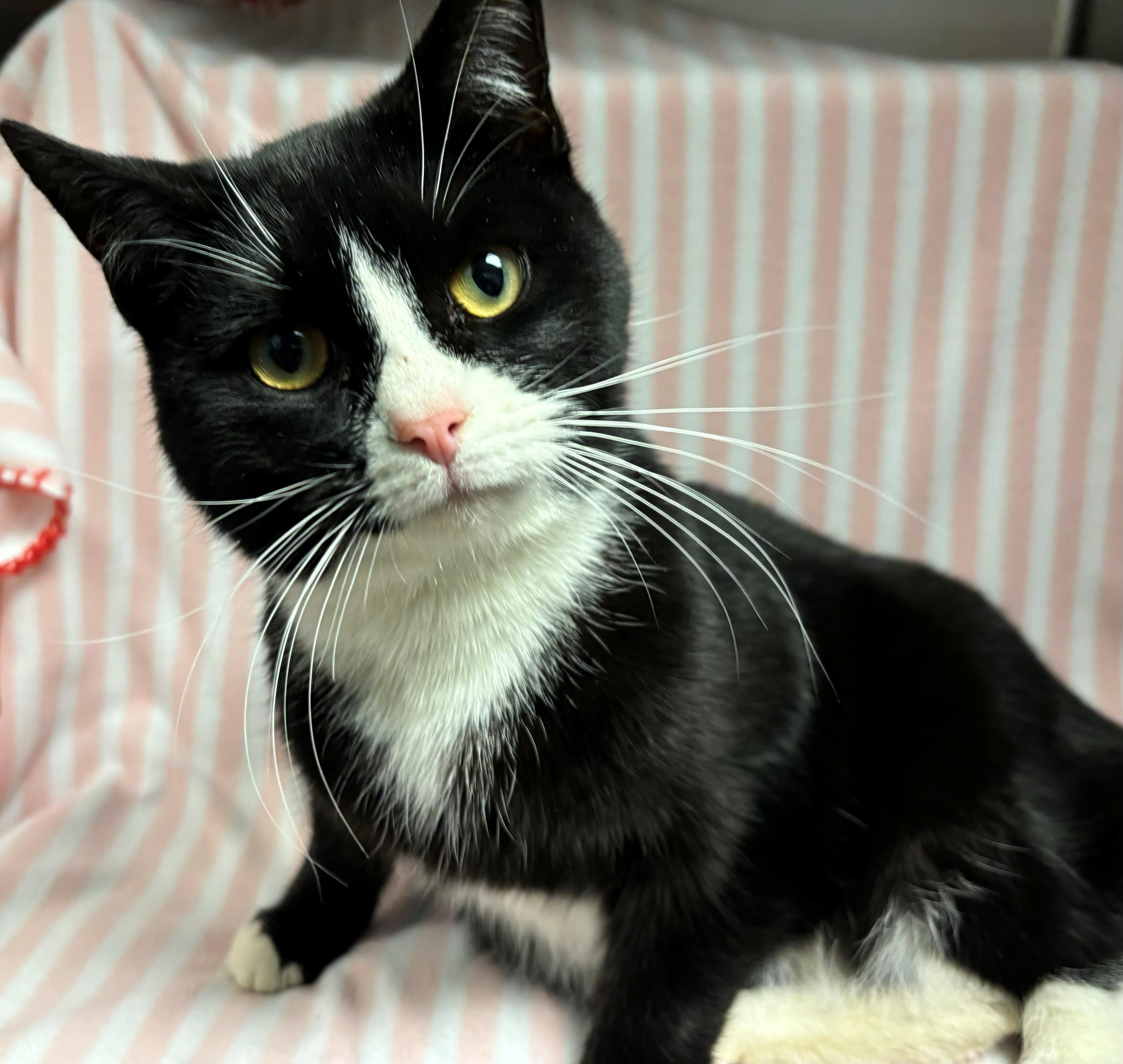 Enlarge Samwise, a ADOPTABLE Domestic Short Hair in Edinburg, VA image 1/1