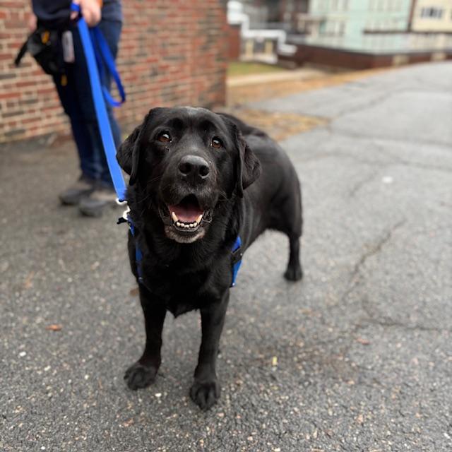 Enlarge SUZIE, a Adoptable Labrador Retriever in Boston, MA image 1/1