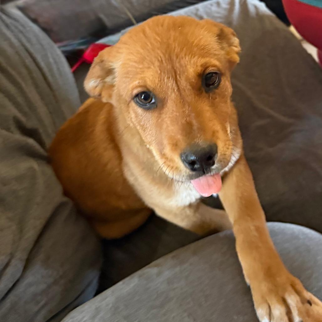 Enlarge Sable, a Adoptable mixed breed in Midland, TX image 1/3