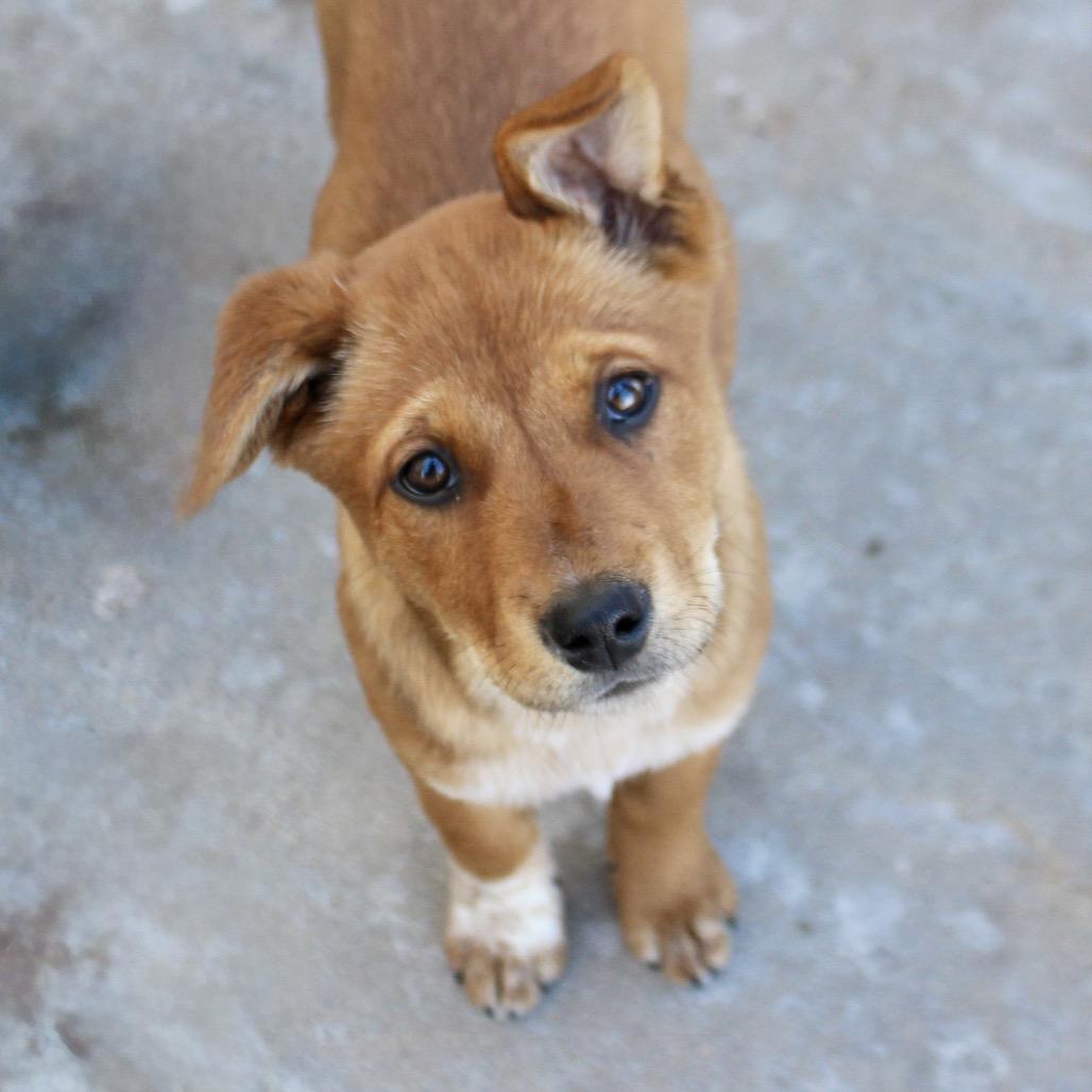 Enlarge Sable, a Adoptable mixed breed in Midland, TX image 2/3
