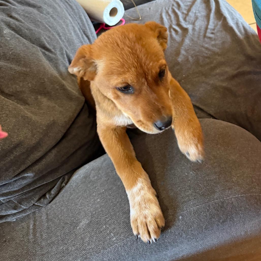 Enlarge Sable, a Adoptable mixed breed in Midland, TX image 3/3