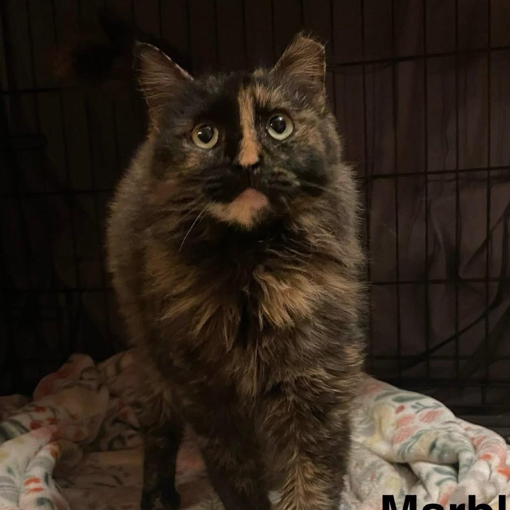 Lady Danbury, Adoptable, Young Female Domestic Long Hair.