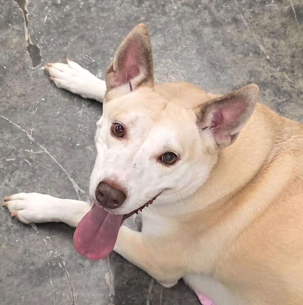 Holiday, a Adoptable mixed breed in Neosho, MO image 1/6
