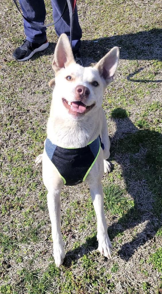Holiday, a Adoptable mixed breed in Neosho, MO image 2/6
