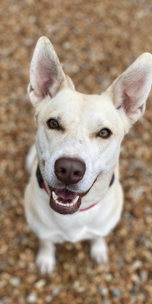 Holiday, a Adoptable mixed breed in Neosho, MO image 3/6