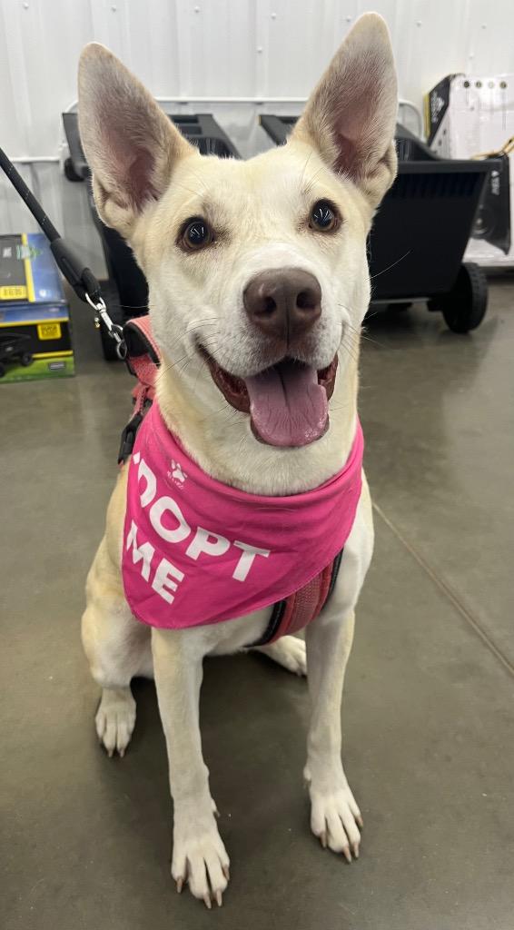 Holiday, a Adoptable mixed breed in Neosho, MO image 4/6