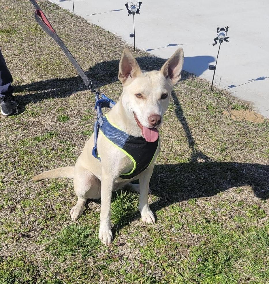 Holiday, a Adoptable mixed breed in Neosho, MO image 5/6