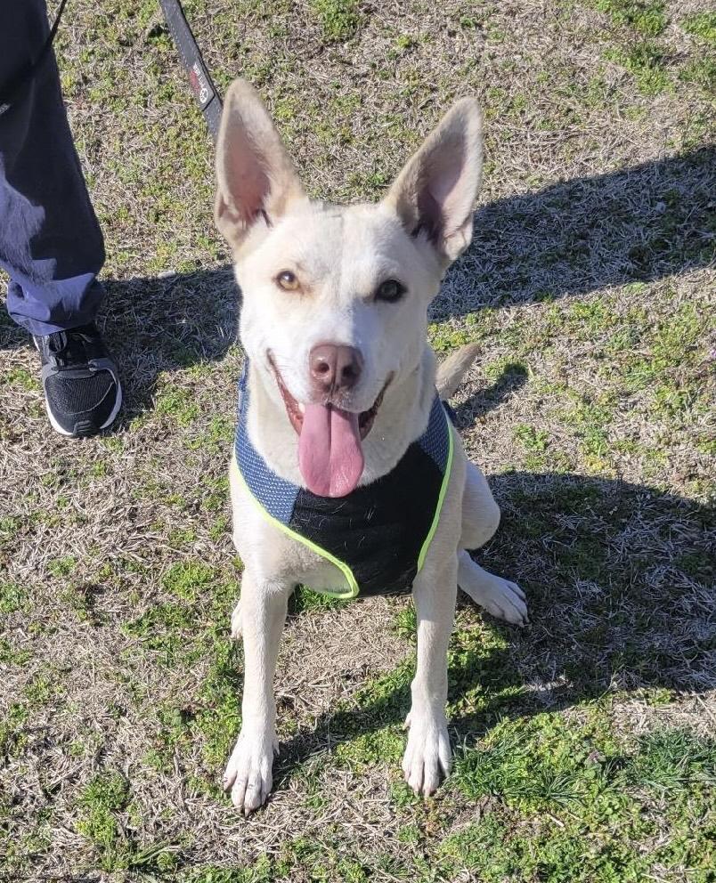 Holiday, a Adoptable mixed breed in Neosho, MO image 6/6