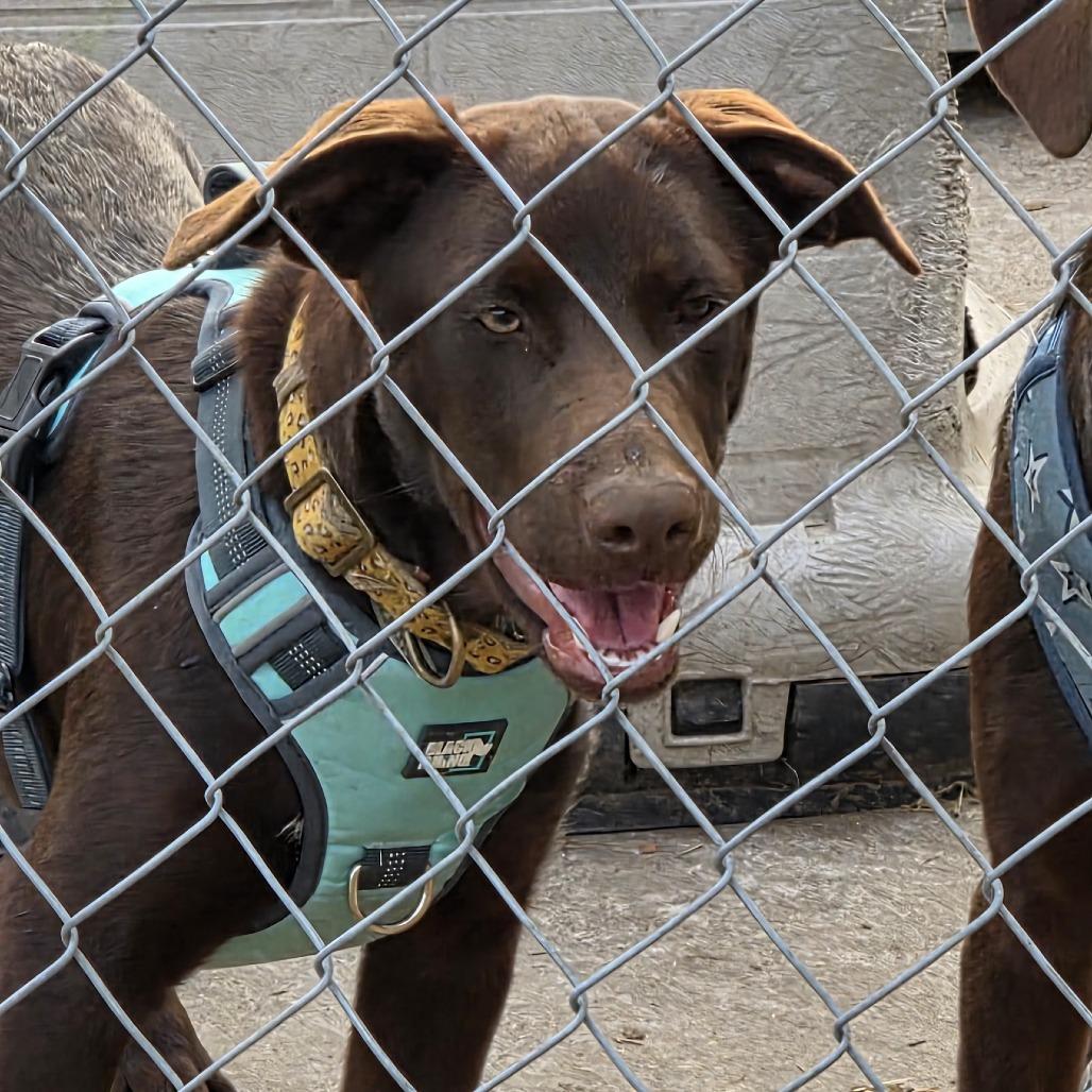 Poppy, a Adoptable mixed breed in Beulaville, NC image 1/4