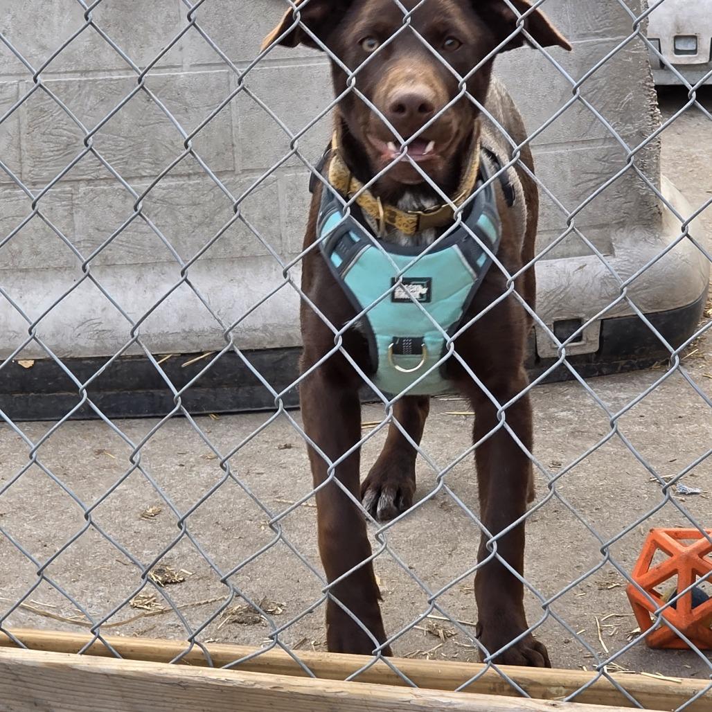 Poppy, a Adoptable mixed breed in Beulaville, NC image 2/4