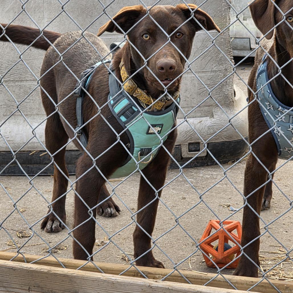 Poppy, a Adoptable mixed breed in Beulaville, NC image 3/4