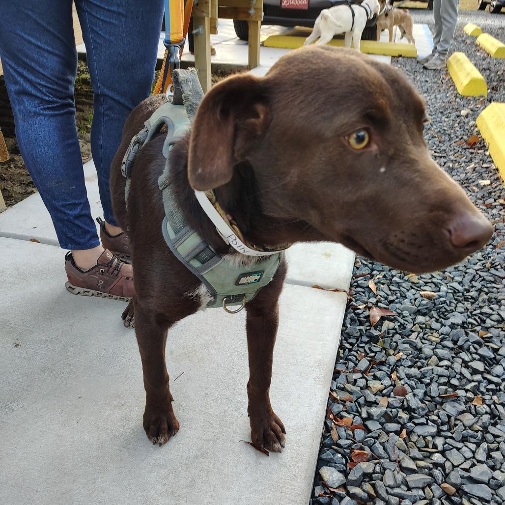 Enlarge Poppy, a Adoptable mixed breed in Beulaville, NC image 5/6