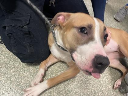 Enlarge Twista, a Adoptable mixed breed in Washington, DC image 2/3