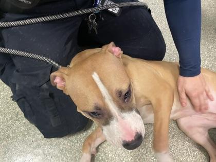 Enlarge Twista, a Adoptable mixed breed in Washington, DC image 3/3