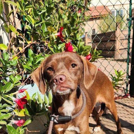 Magnus, Adoptable, Young Male Feist.