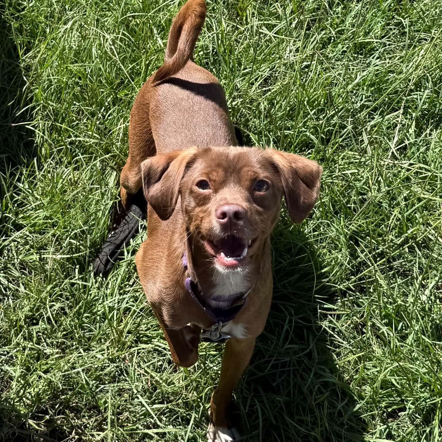 Enlarge Magnus, a Adoptable mixed breed in Greenville, SC image 2/2