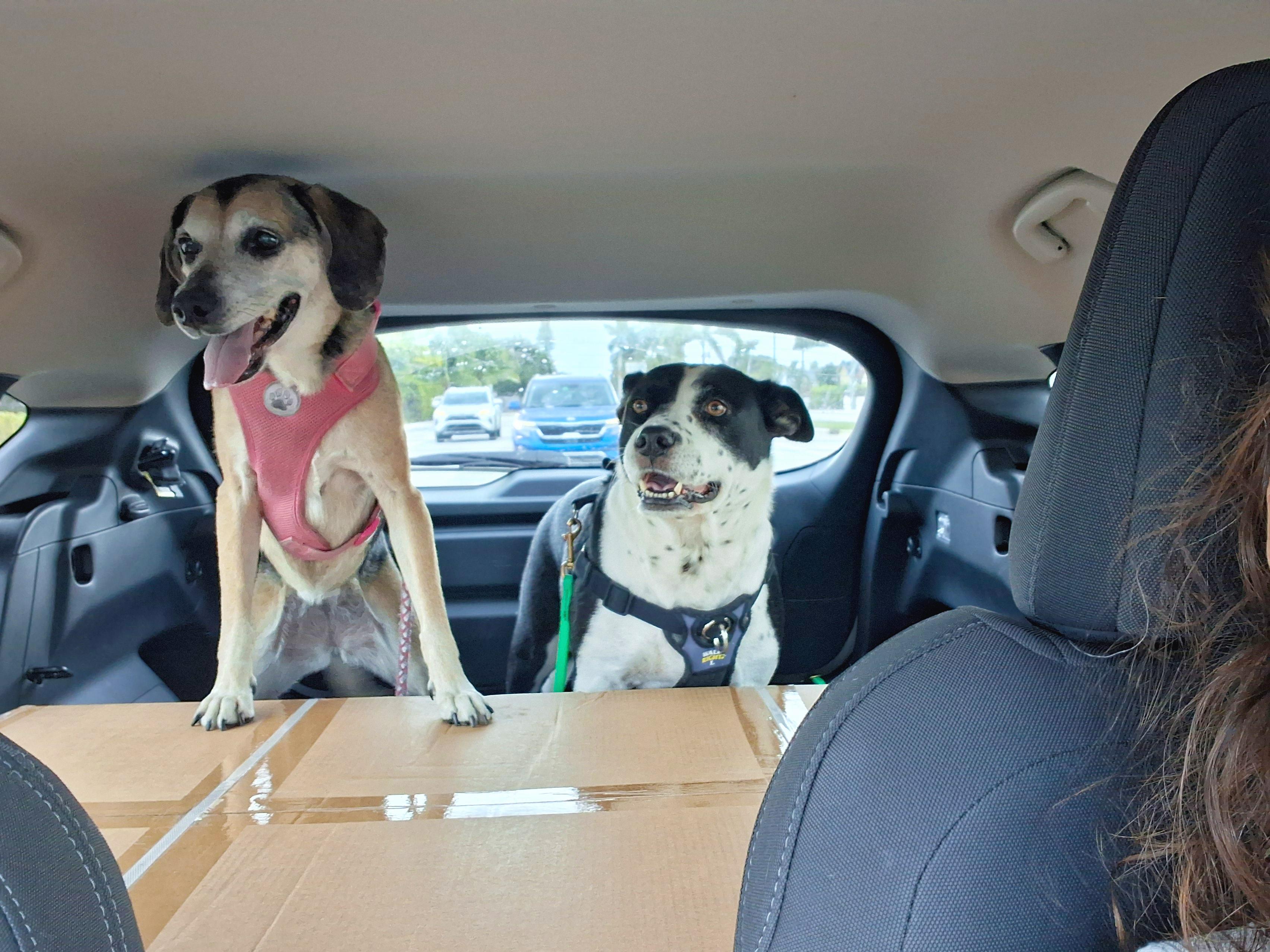 Brandy, a Adoptable mixed breed in Margate, FL image 2/6