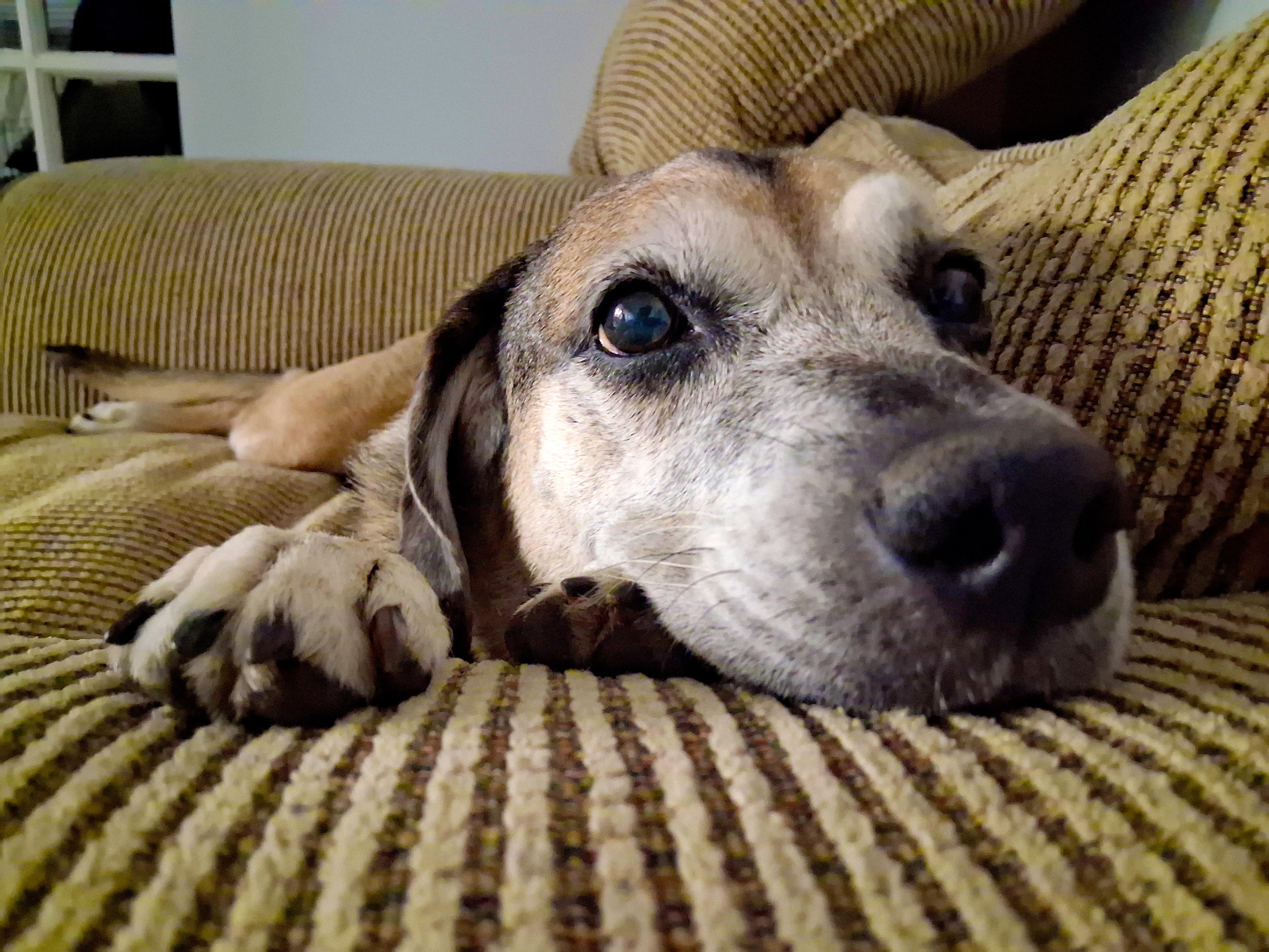 Brandy, a Adoptable mixed breed in Margate, FL image 3/6