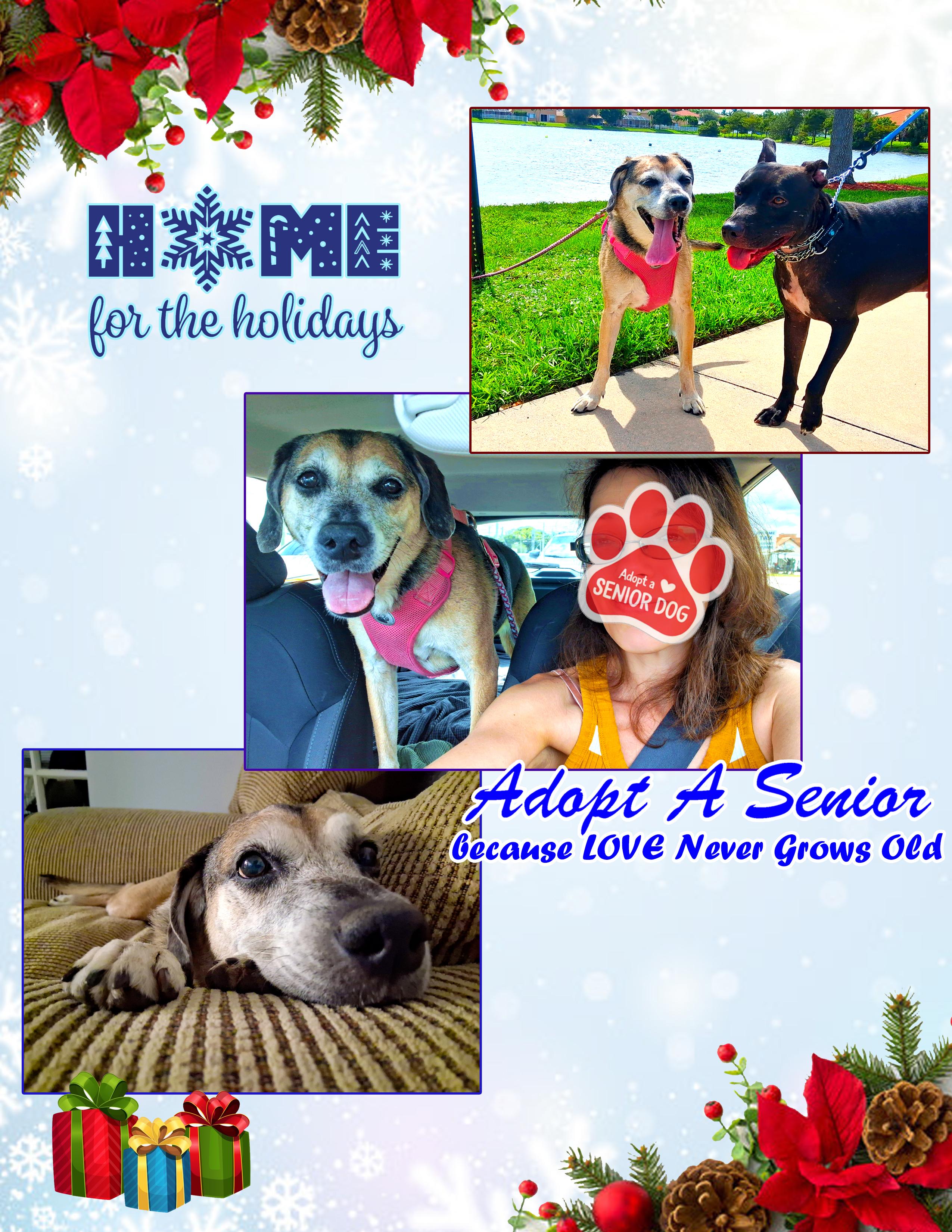 Brandy, a Adoptable mixed breed in Margate, FL image 1/6