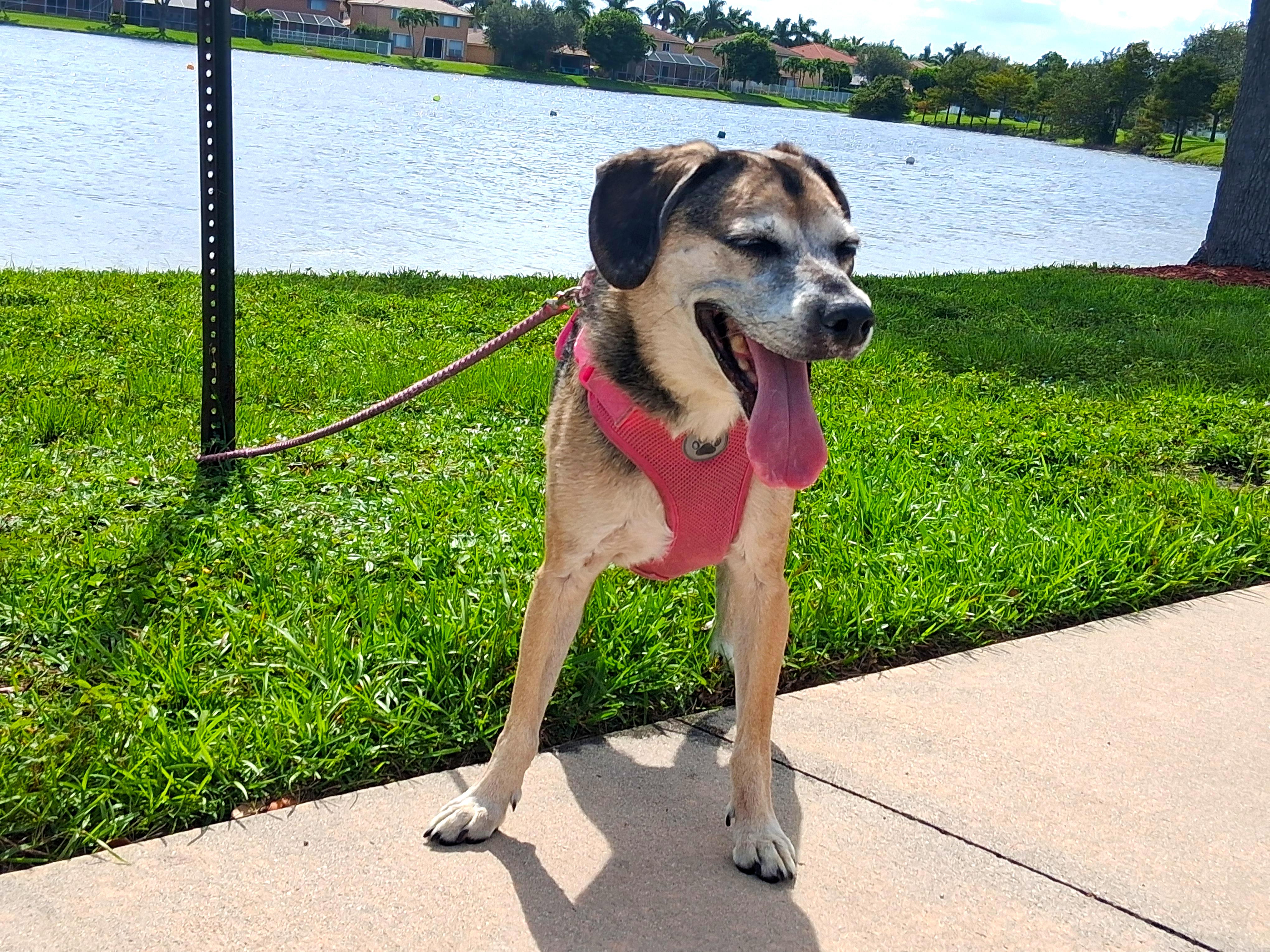 Brandy, a Adoptable mixed breed in Margate, FL image 4/6