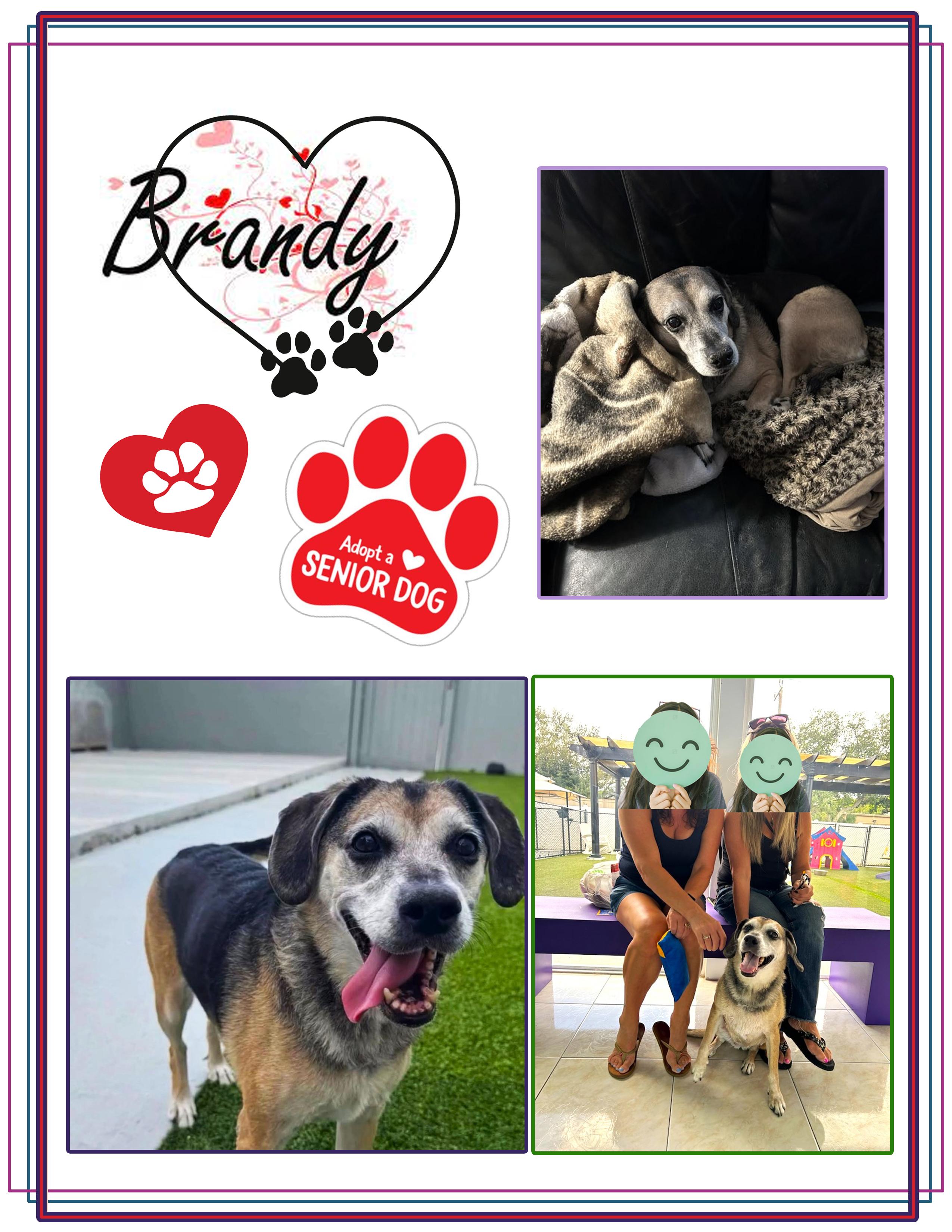 Brandy, a Adoptable mixed breed in Margate, FL image 6/6