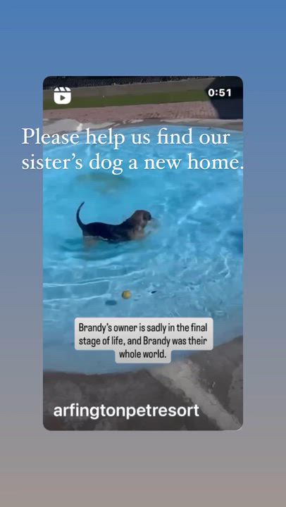 Enlarge Brandy, a Adoptable mixed breed in Margate, FL video 5/6