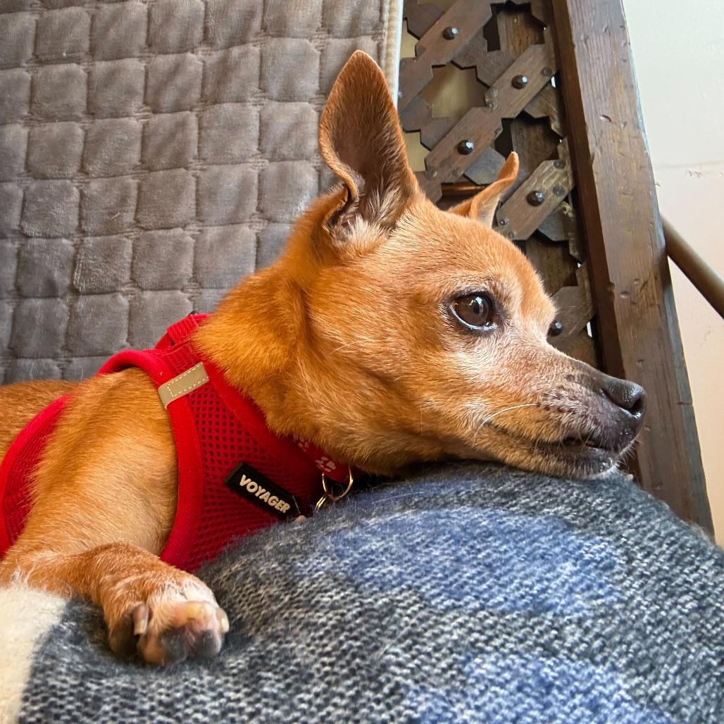Enlarge McLaren 13876, a Adoptable Chihuahua in San Francisco, CA image 1/6