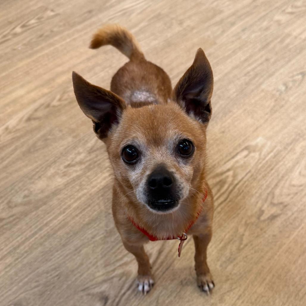 Enlarge McLaren 13876, a Adoptable Chihuahua in San Francisco, CA image 2/6