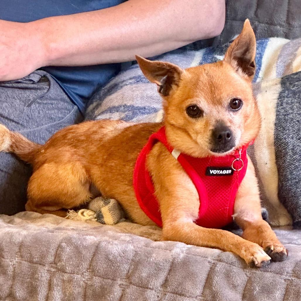 Enlarge McLaren 13876, a Adoptable Chihuahua in San Francisco, CA image 3/6