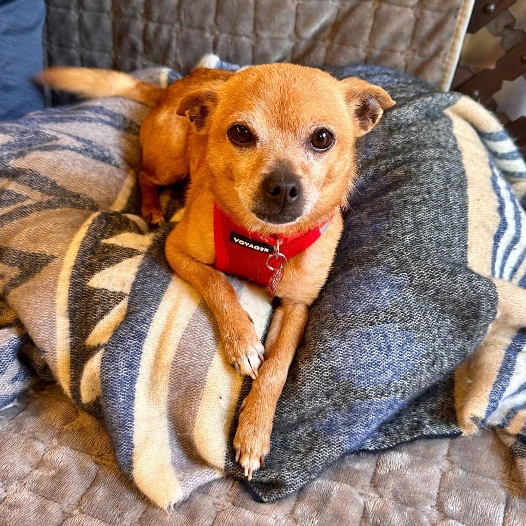 Enlarge McLaren 13876, a Adoptable Chihuahua in San Francisco, CA image 4/6