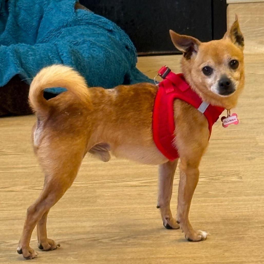 Enlarge McLaren 13876, a Adoptable Chihuahua in San Francisco, CA image 5/6