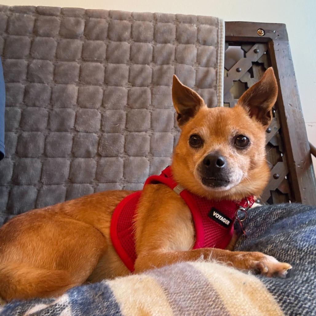 Enlarge McLaren 13876, a Adoptable Chihuahua in San Francisco, CA image 6/6