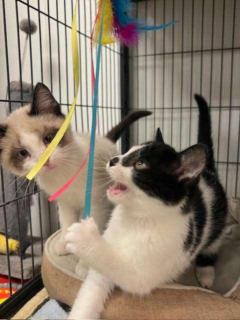 POLLIWOG, an adoptable Domestic Short Hair in Ironwood, MI, 49938 | Photo Image 3