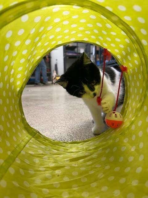POLLIWOG, an adoptable Domestic Short Hair in Ironwood, MI, 49938 | Photo Image 2