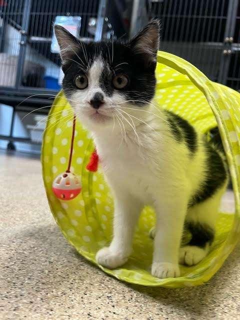 POLLIWOG, an adoptable Domestic Short Hair in Ironwood, MI, 49938 | Photo Image 1