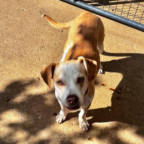 Roger, Adoptable, Adult Male Beagle & Mixed Breed.