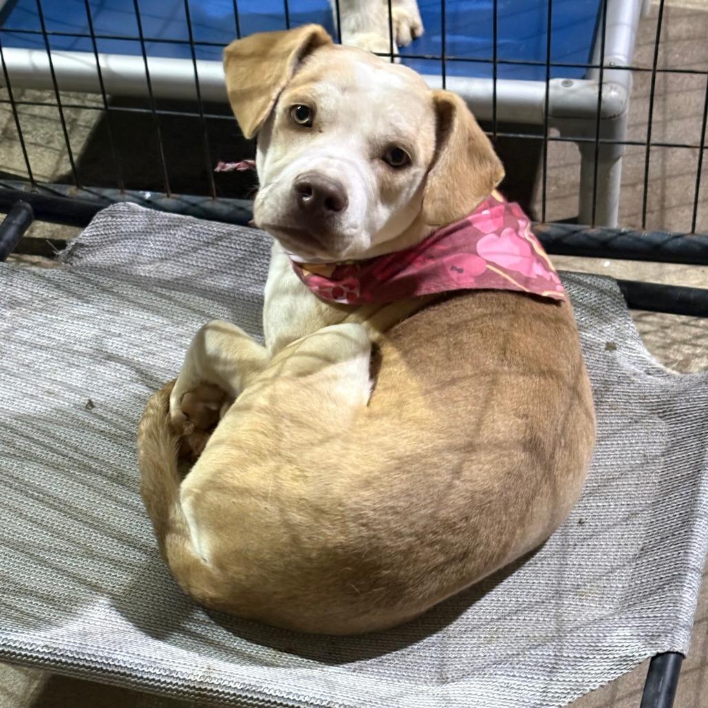 Roger, Adoptable, Adult Male Beagle & Mixed Breed.