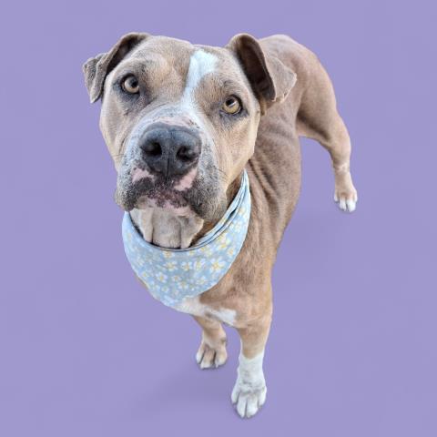 Enlarge Mavie Wavie -- LONGTIME RESIDENT!, an adoptable Pit Bull Terrier in Thousand Oaks, CA image 1/1