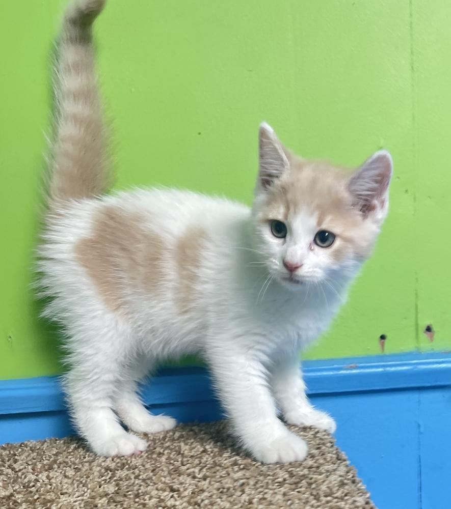 Enlarge Griffin, a Adoptable mixed breed in Columbus, OH image 1/1