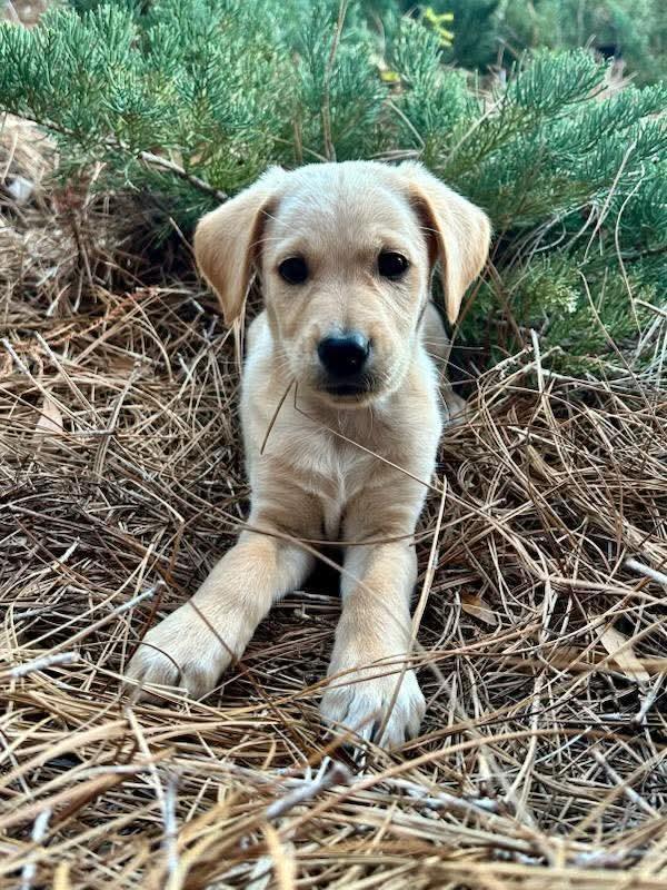 Biscuit, Adoptable, Puppy Male Labrador Retriever.