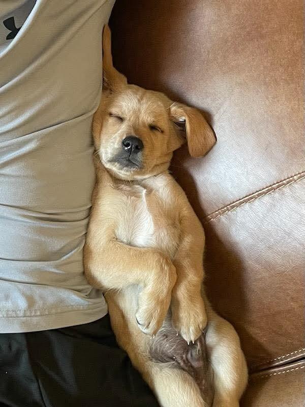 Biscuit, a Adoptable Labrador Retriever in Panama City, FL image 3/6