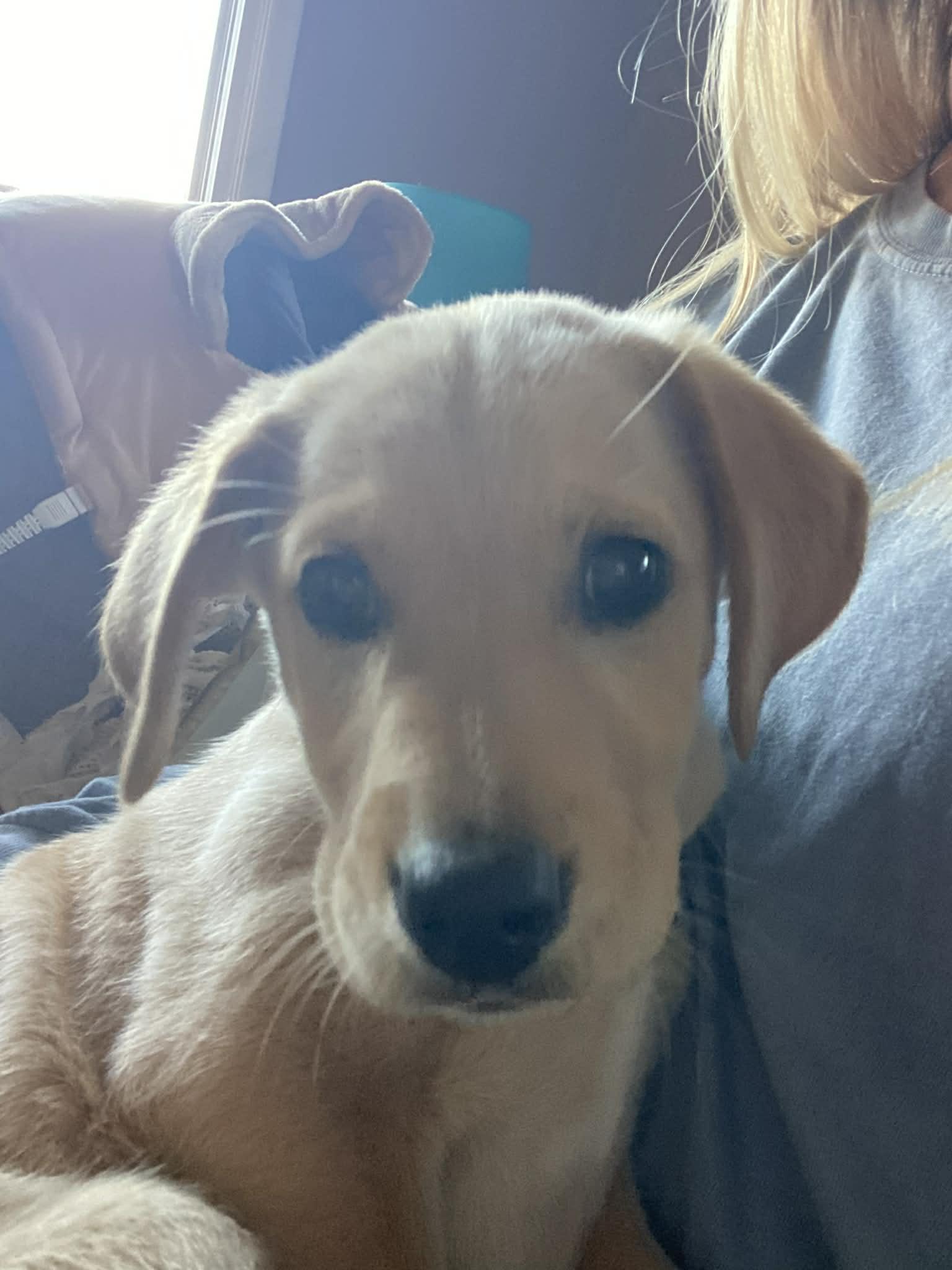 Biscuit, a Adoptable Labrador Retriever in Panama City, FL image 6/6