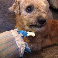 Lobo, a Adopted mixed breed in Covington, WA image 1/6