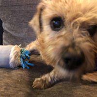 Lobo, a Adopted mixed breed in Covington, WA image 2/6