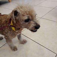 Lobo, a Adopted mixed breed in Covington, WA image 3/6