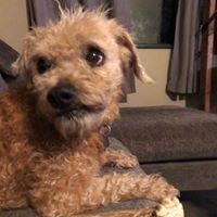 Lobo, a Adopted mixed breed in Covington, WA image 4/6