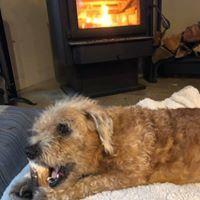 Lobo, a Adopted mixed breed in Covington, WA image 5/6