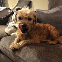 Lobo, a Adopted mixed breed in Covington, WA image 6/6