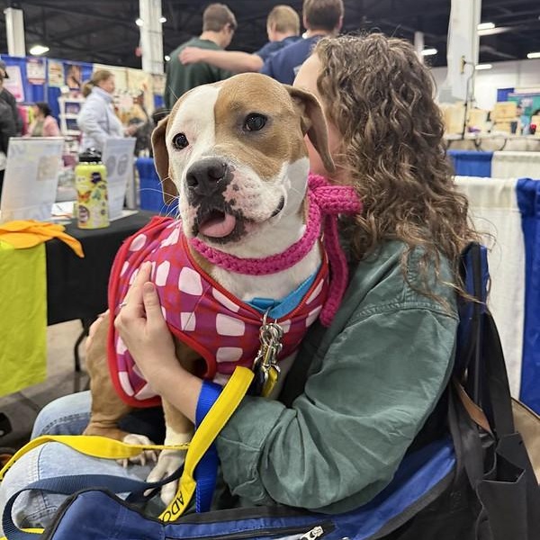 Enlarge Libby, a ADOPTABLE Mixed Breed in Philadelphia, PA image 6/6